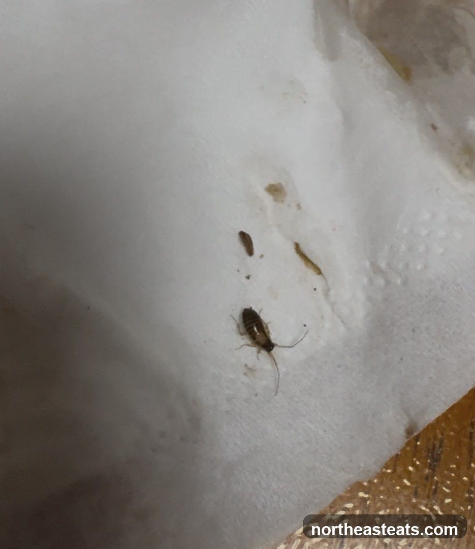 Cockroach on napkin