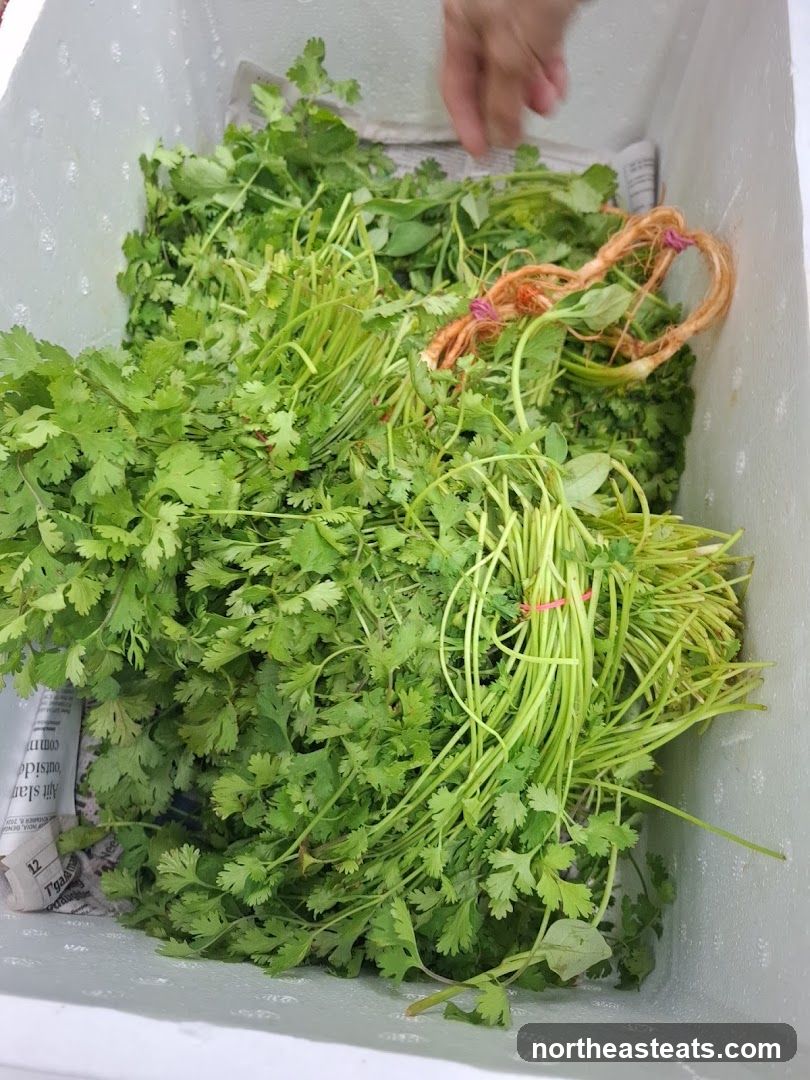 Fresh Herbs in a Cooler