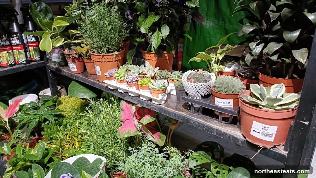 Assortment of Potted Plants
