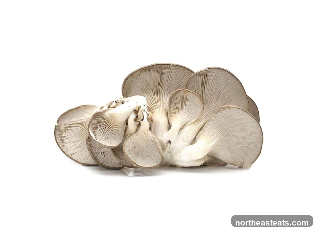 Oyster Mushrooms