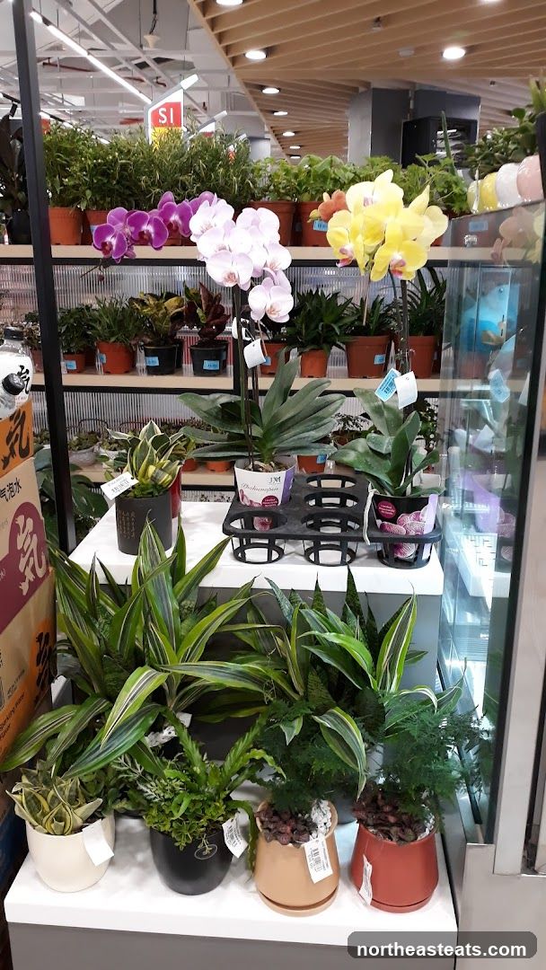 Potted Orchids and Other Plants