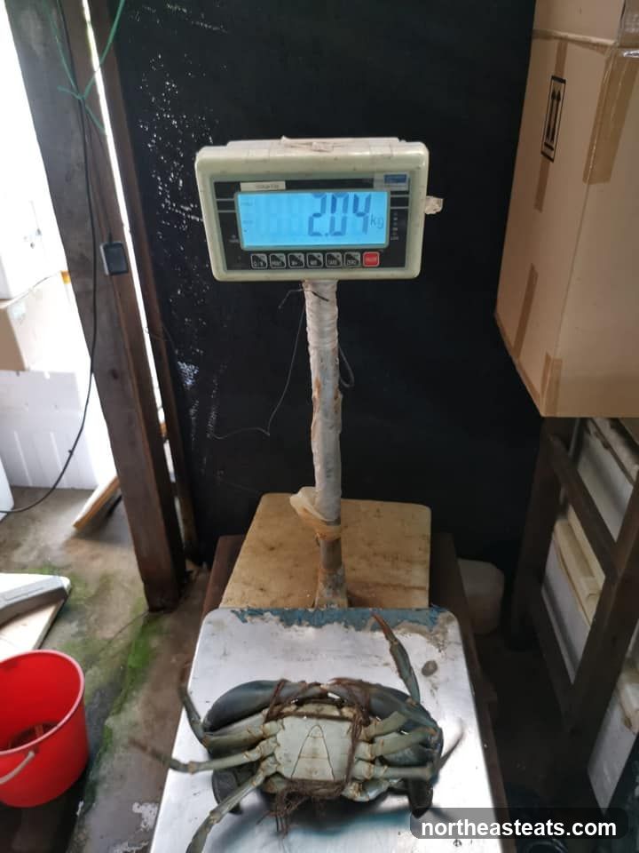 Crab on a scale