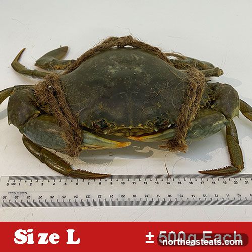 Crab with Size and Weight Information