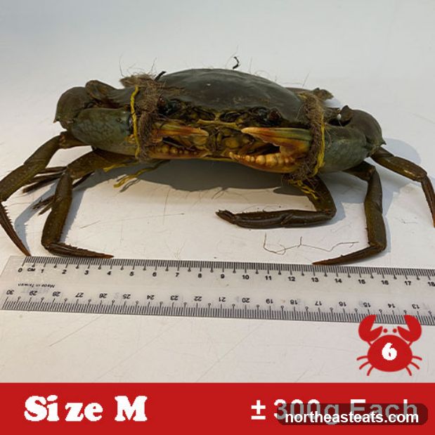 Crab with Ruler