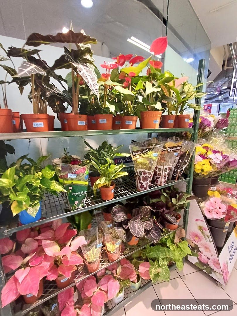 Potted Plants and Flowers