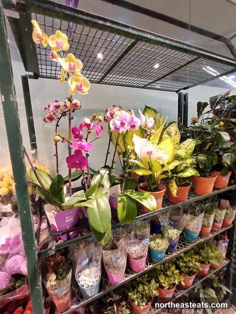 Orchids and Potted Plants