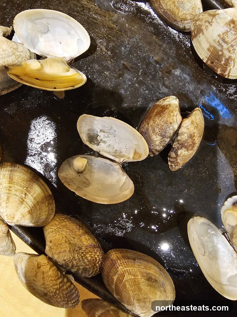Clams on a dark surface