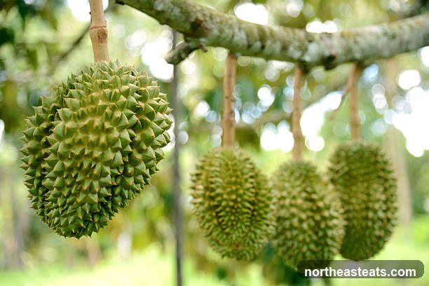 Lian Hua Chun Fruits (Hougang)