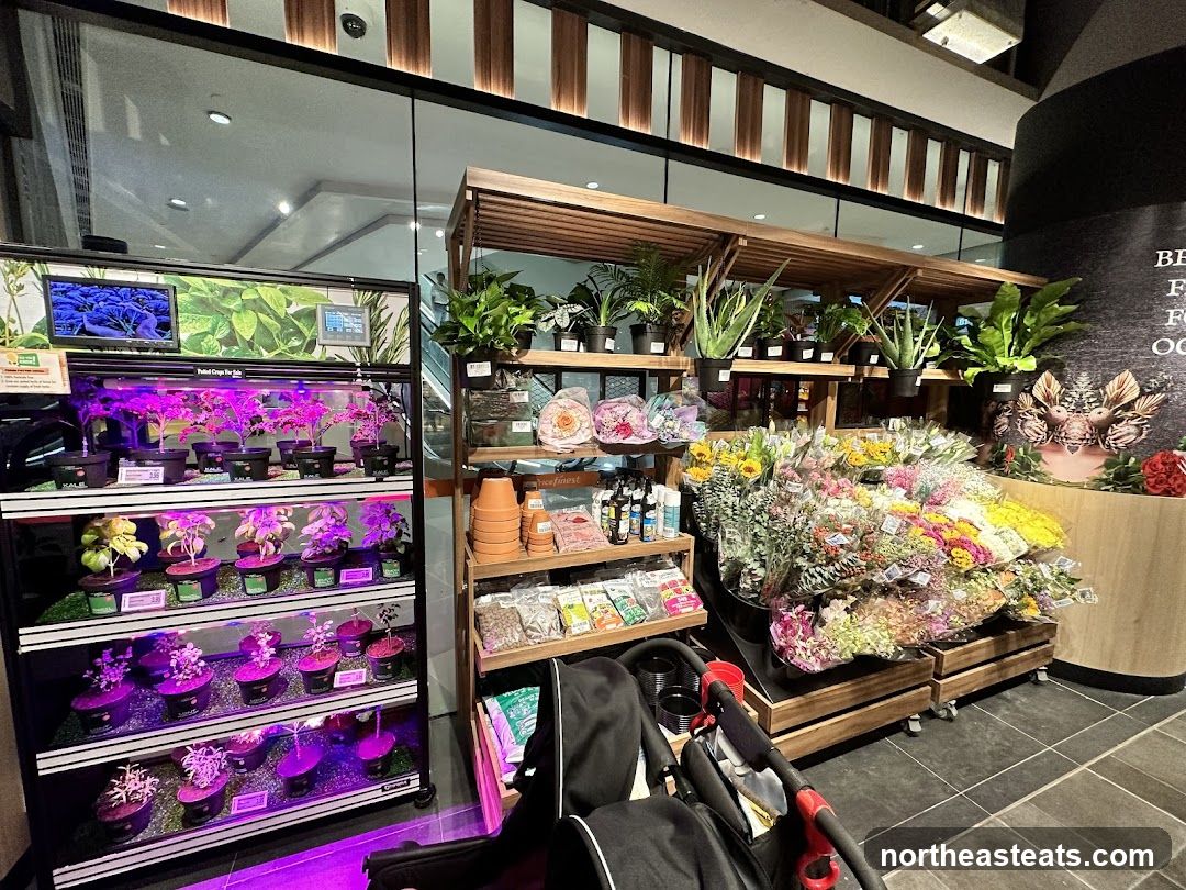 Indoor Plants and Flowers Display