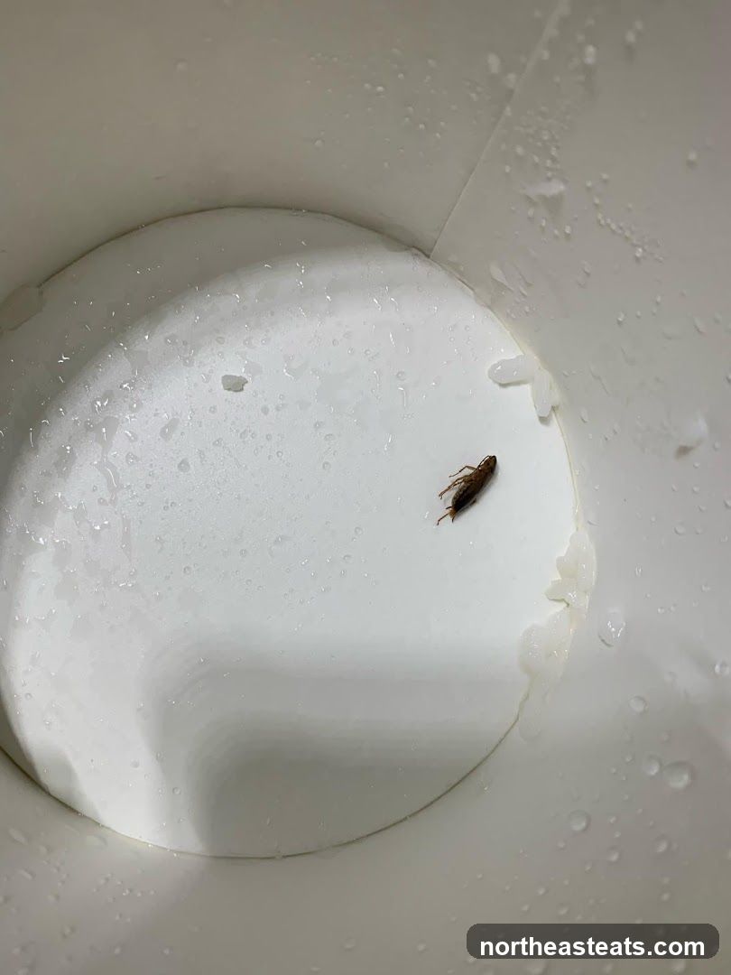 Cockroach in a cup