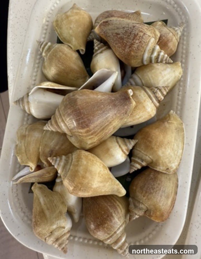 Seashells in a Tray